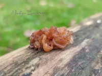 Trilzwammen [Tremellaceae]